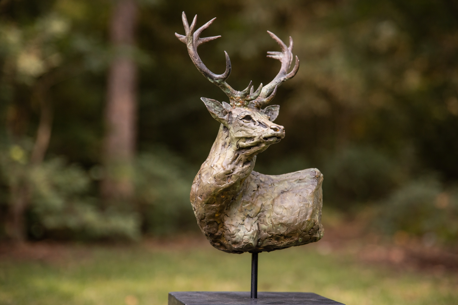 Venado
