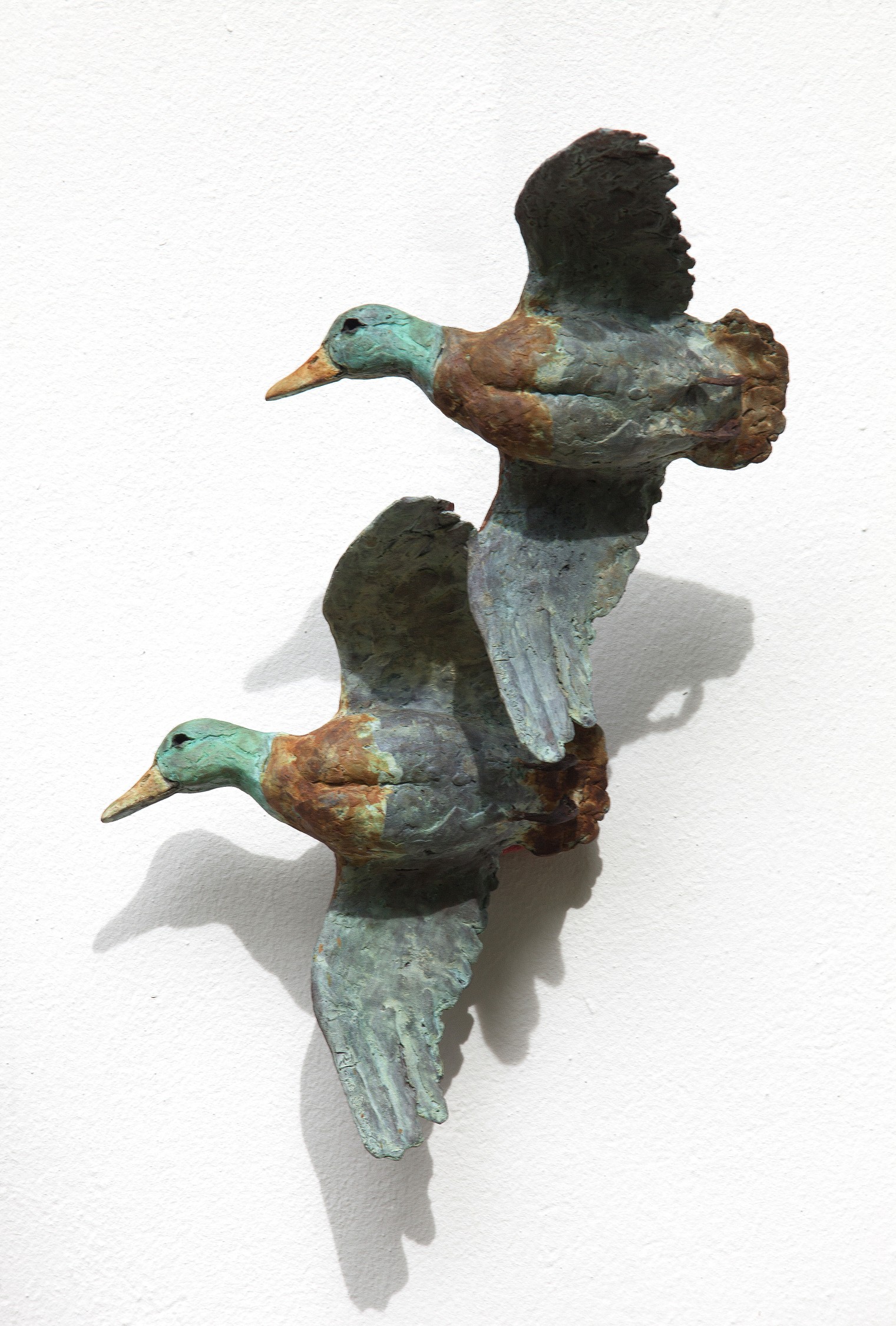 Patos Reales