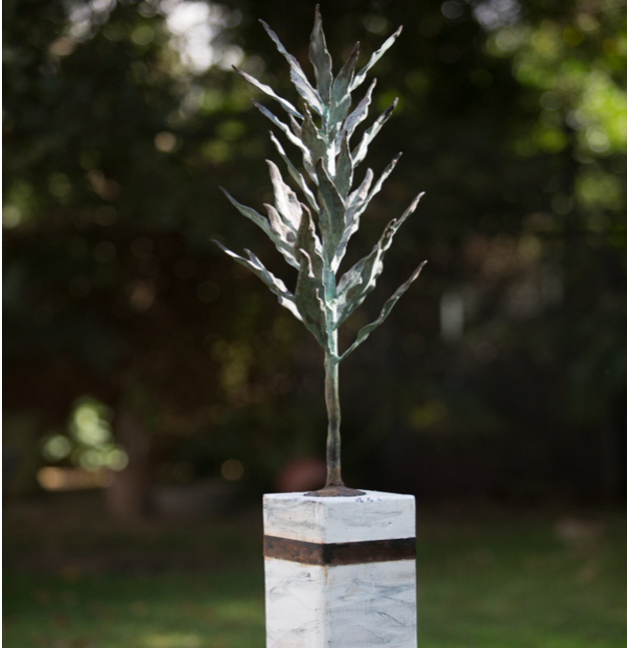Mimosa de bronce